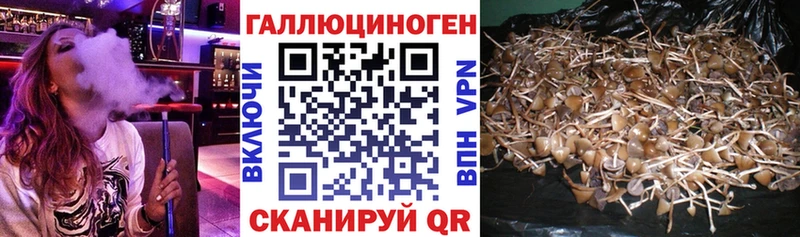 omg как зайти  хочу наркоту  Первомайск  Псилоцибиновые грибы Psilocybine cubensis 